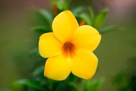 Yellow allamanda split from background Stock Photos