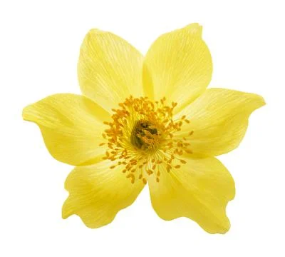 Yellow Alpine pasqueflower Stock Photos