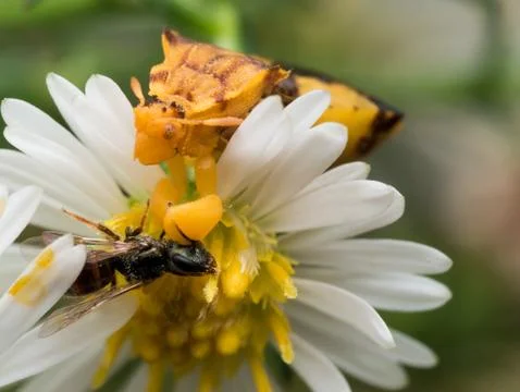 Yellow Ambush Bug Eats Wasp on white aster Stock Photos