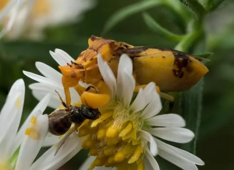 Yellow Ambush Bug Eats Wasp on white aster Stock Photos