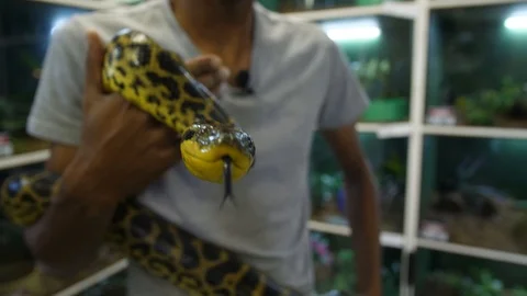 Yellow Anaconda being handled in Captivity 01 Stock Footage 88023574