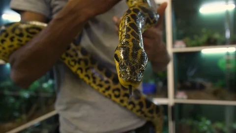 Yellow Anaconda being handled in Captivity 02 Stock Footage 88023606