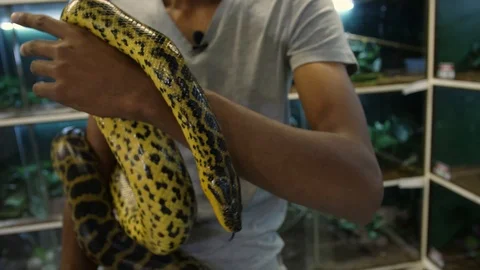 Yellow Anaconda being handled in Captivity 03 Stock Footage 88023621