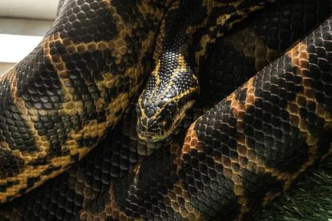 Yellow anaconda caught while warming up in the sun but very attentive to the Stock Photos