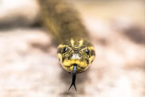 The yellow anaconda (Eunectes notaeus), also known as the Paraguayan anaconda Stock Photos