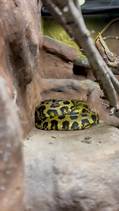 Yellow Anaconda Stock Footage 272466739