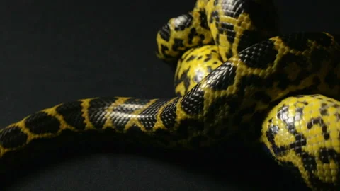 Yellow anaconda in knot Stock Footage 88774512