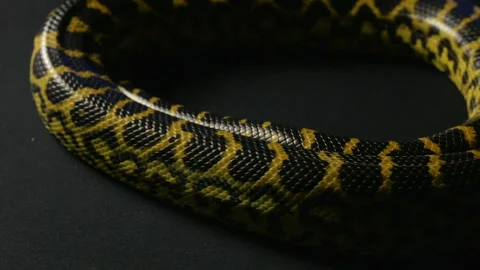 Yellow anaconda in ring Stock Footage 88774763