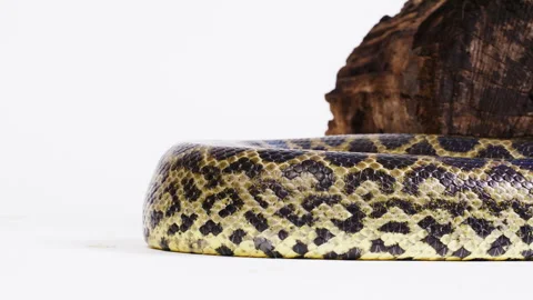 Yellow anaconda scales pattern close up Stock Footage 257419754