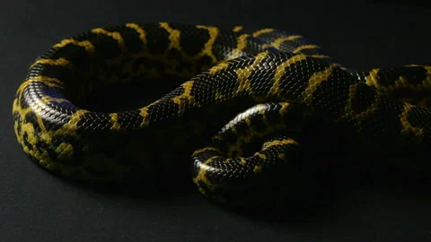 Yellow anaconda in studio Stock Footage 90302113