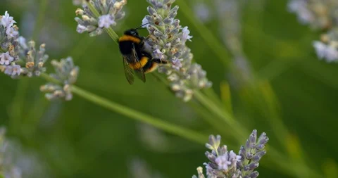 Yellow and black bee inspects flower Stock Footage 113145504