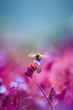 Yellow and black bee in pink flower Stock Photos