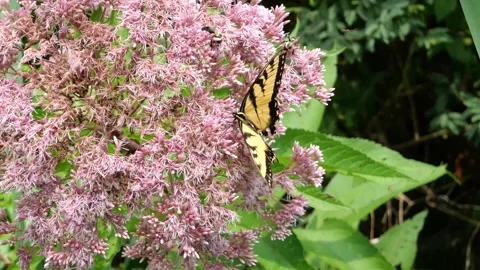 Yellow and black butterfly flapping wings while competing with bumblebees Stock Footage 342058657