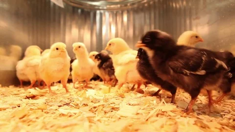 Yellow and black chicks running around their pen Stock Footage 77697464
