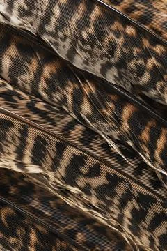 Yellow and black feather texture background Stock Photos