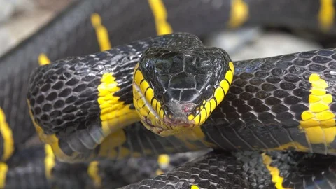Yellow and Black Mangrove snake Stock Footage