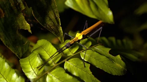 Yellow and black stick insect standing on fern leaf at night Stock Footage 340780873