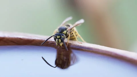 Yellow and black wasp drinks water from wooden bird bath on bright sunny su.. Stock Footage 341613693