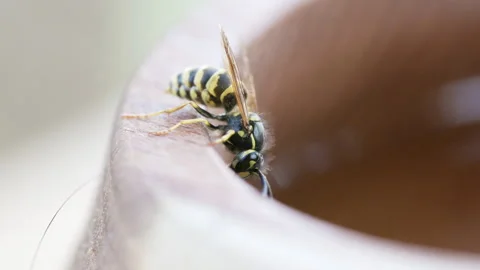 Yellow and black wasp drinks water from wooden bird bath on bright sunny su.. Stock Footage 341624351