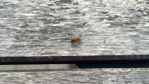 A yellow and black wasp sits on a weathered gray wooden board outdoors Stock-Footage 341950091