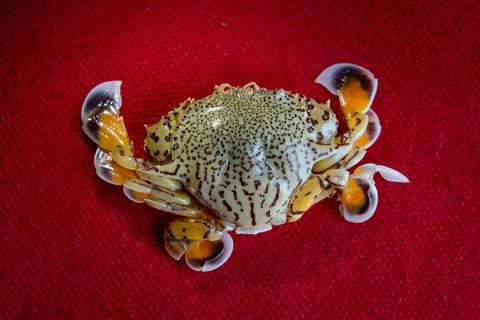 Yellow and blue Flower Moon Crab isolated on red background. macro photogra.. Stock Photos