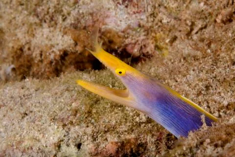 Yellow and blue Stock Photos