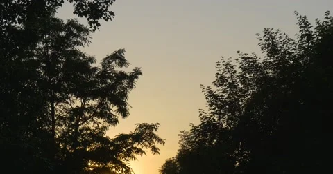 Yellow And Blue Sky, Sunset Reflection Behind The Trees' Silhouettes Stock Footage 51661373