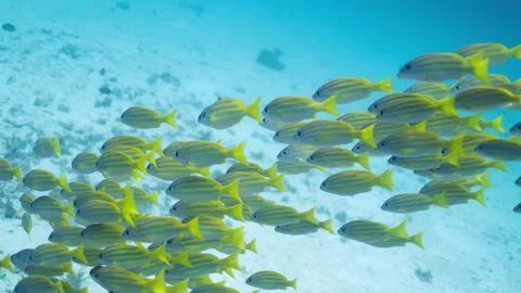 Yellow and blue striped snapper fish swimming in clear water Stock-Footage 341328183