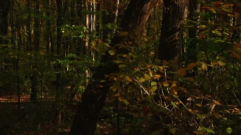 Yellow and brown Fall leaves (LP-Voorhees-072) Video stock 8930232