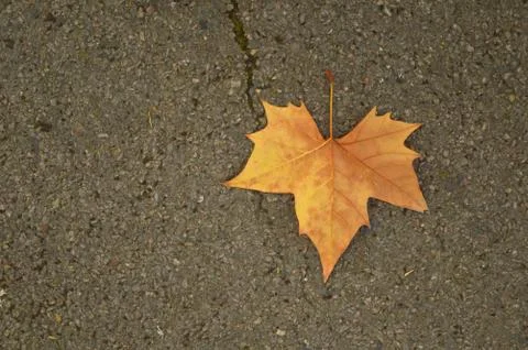 Yellow and brown maple leaf on tarmac 写真素材