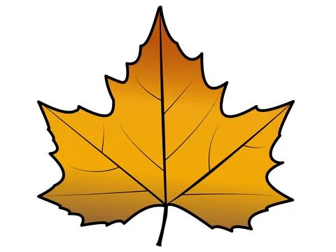 Yellow and brown plane tree leaf. Autumn tree leaf. Platanus leaf drawing isolat イラスト素材