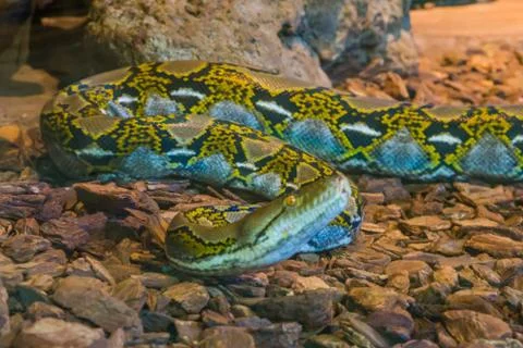 Yellow and brown reticulated python creeping over the floor, snake head in cl Stock Photos