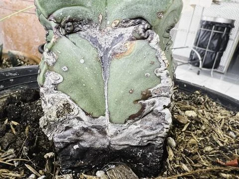 Yellow and brown texture on surface of Cactus.damaged from fungle and paras.. Stock Photos