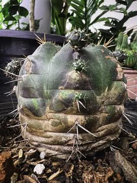 Yellow and brown texture on surface of Cactus.damaged from fungle and paras.. 스톡 사진