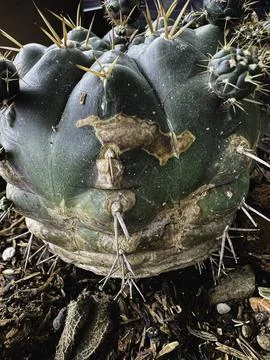 Yellow and brown texture on surface of Cactus.damaged from fungle and paras.. Foto stock