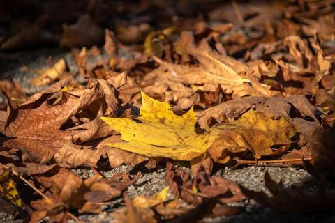 Yellow and bug maple leaves lighted up with sun on autumn season Stock Photos