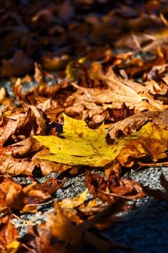 Yellow and bug maple leaves lighted up with sun on autumn season Stock Photos