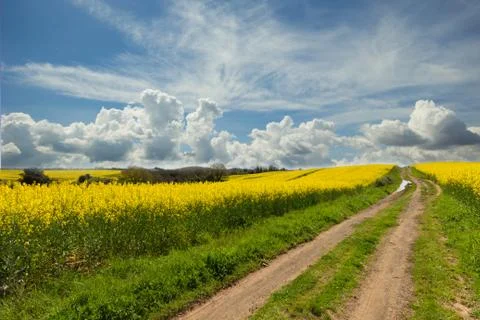 Yellow and clouds Stock Photos