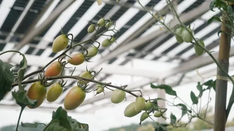 Yellow and green cherry tomatoes grow on vines beneath a solar panel canopy.. Stock Footage 344257758