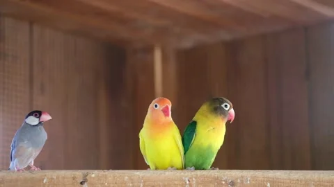 Yellow and green-collared lovebird, parrots on a branch in cage flying around Stock Footage 166409913