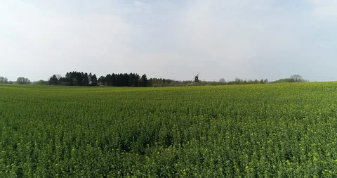 Yellow and green fields towards windmill Stock Footage 106886760