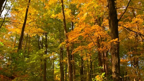 Yellow and Green Foliage in Fall Season Autumn Forest, Vibrant Fall Beauty Video stock 128602555