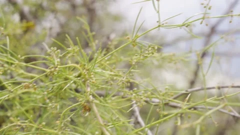 Yellow and green grass blowing in the wind, silver grass. Footage. Closeup Stock Footage 145147053