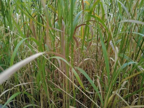 Yellow and green grass. grass in the wind. grass stalks. Stock Photos