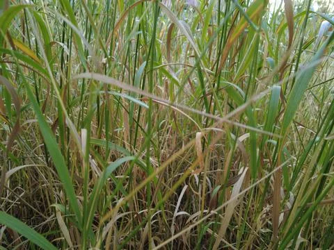 Yellow and green grass. grass in the wind. grass stalks. Stock Photos
