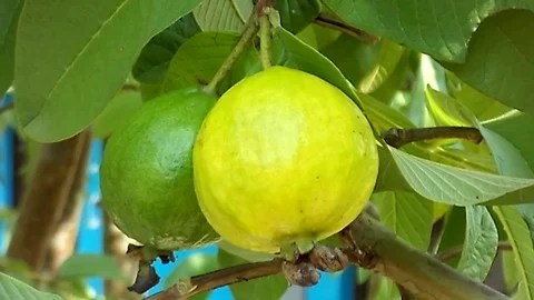 Yellow and green guava fruit on the guava tree Stock Footage 122194053