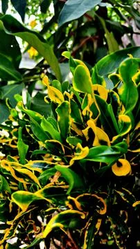 Yellow and green leaf 스톡 사진