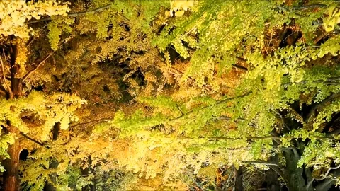 Yellow and green leafed maple trees in park at night with lamplight Stock Footage 234081102