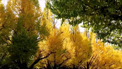 Yellow and green leafed trees during daytime Stock Footage 234080076