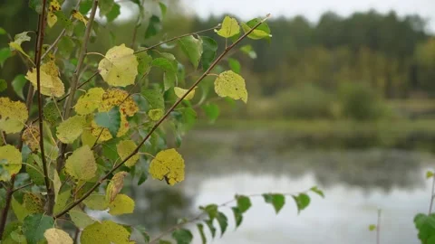 Yellow and green leafs on tree. Pond, lake or river at background. Autumn. Vídeo Stock 161596721